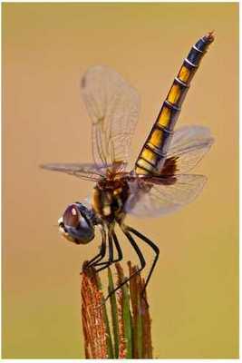 Dance Ballerina 0042.jpg